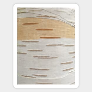 Bark - silver birch Sticker